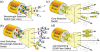 Channel switching options for an ingress SDM/WDM optical fiber of an optical network node.